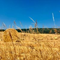 Hay fields