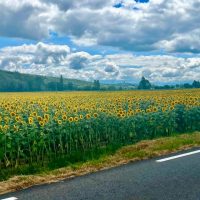 Sunflower fields