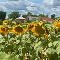 Sunflowers, feed stop